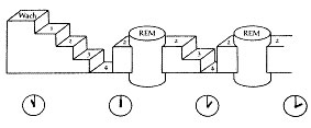 Schematischer Schlafverlauf mit wechselnden Schlaftiefen und wiederkehrenden REM-Phasen.